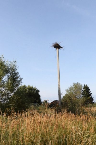 Минэкологии: 40 искусственных гнездовий для редких птиц установят на севере Подмосковья.