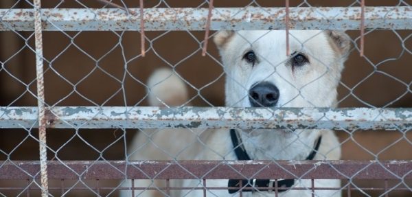 В Московской области ввели штрафы для юрлиц за отстрел бездомных животных