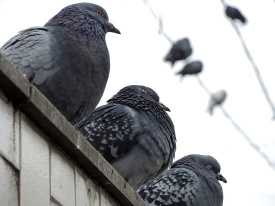 Ни одной хлебной крошки: власти Краснознаменска придумали способ прогнать голубей