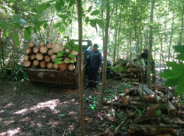 Свыше 700 сухих и сломанных деревьев вывезли из дендропарка Ивантеевского лесопитомника
