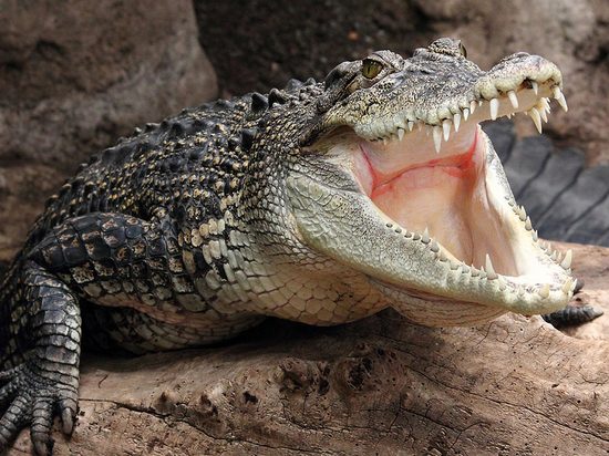 Туристов манят в Коломну селфи с крокодилом