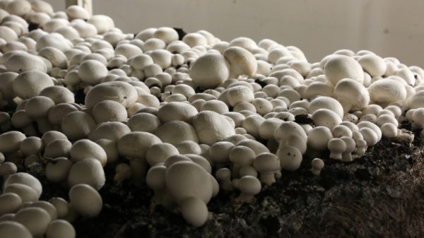 Первый камень в строительство грибной фермы заложат в Электростали в четверг