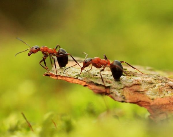 Минэкологии: заказник с колониями лесных муравьев в Щелковском районе приобрел четко описанные границы