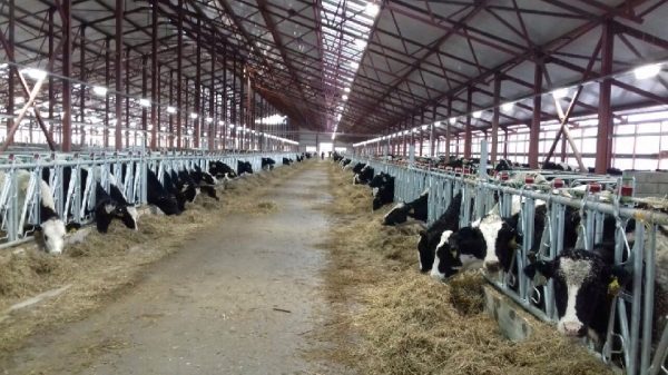 Разин: объём производства молока в Подмосковье вырос на 2-3%