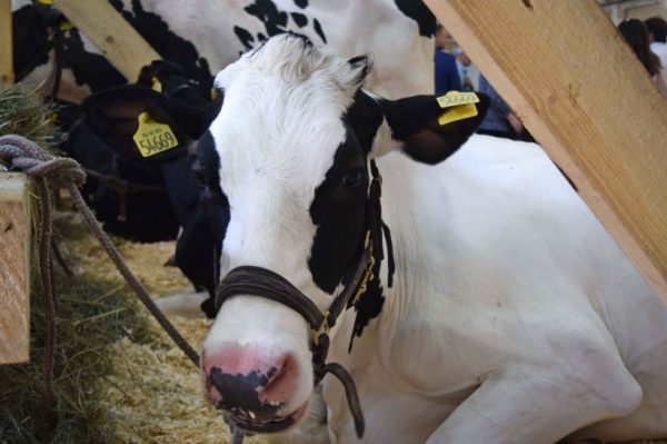 Как получить субсидию на развитие молочного скотоводства в Подмосковье