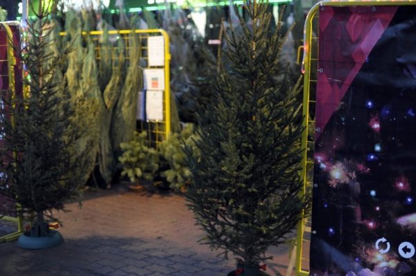 Первый елочный базар откроется в Московской области в четверг