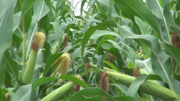 Разин: в Подмосковье планируют увеличить площади посевов кукурузы