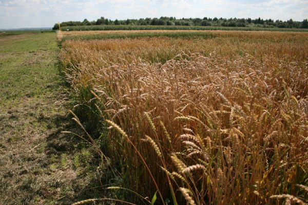 Производство продовольственной пшеницы в Подмосковье планируют увеличить до 200 тыс тонн