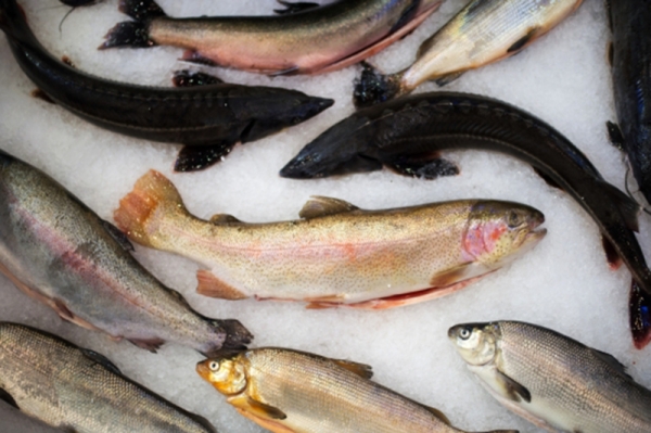 Коптись, осетр: в Подмосковье вырос спрос на рыбные деликатесы
