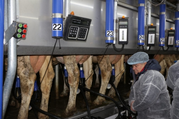 Порядка 20 молочных хозяйств Подмосковья проводят модернизацию ежегодно