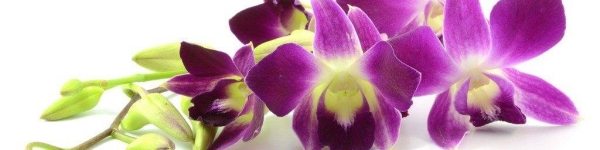 Ландшафтный дизайнер проведет тренинг по уходу за орхидеями в Химках
 