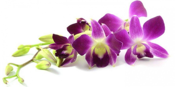 Ландшафтный дизайнер проведет мастер-класс по уходу за орхидеями в Химках