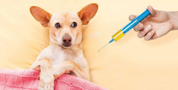 Вакцинации домашних животных 