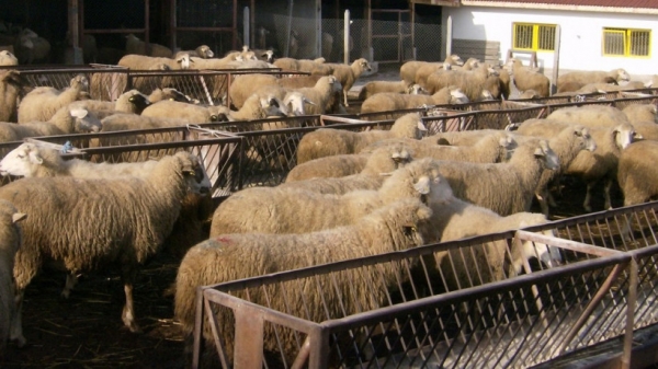 Для производителей баранины и молочного овцеводства в Подмосковье планируется выделить порядка 30 миллионов рублей