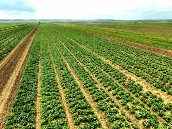 Аграрии Подмосковья планируют вырастить более 5 тыс. тонн салатов и других зеленных культур в открытом грунте в этом году