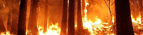 Уважаемые химчане! Соблюдайте правила пожарной безопасности в лесу!
 
