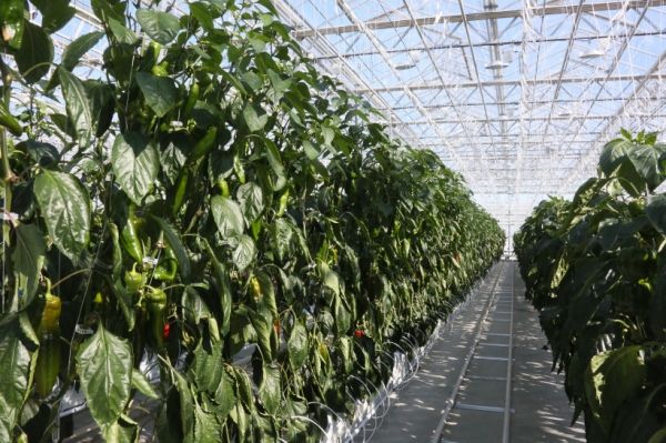 Вторую очередь тепличного комплекса "Луховицкие овощи" введут в строй в августе текущего года