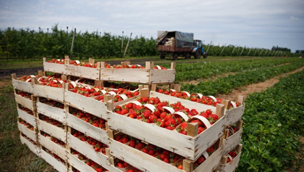 В Подмосковье собрали более  55 тонн клубники – первой ягоды сезона