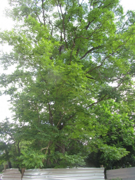 Уникальные деревья хотят сохранить в Химках 