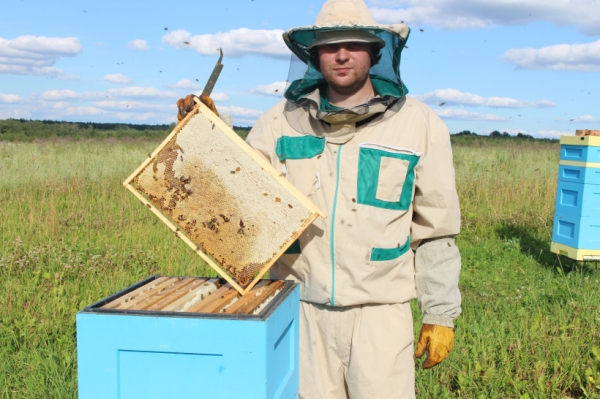 Пчеловодов Подмосковья будут предупреждать о химической обработке полей