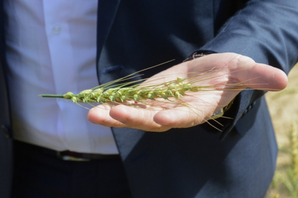 Ежегодный урожай пшеницы в Подмосковье планируется довести до 500 тыс. тонн