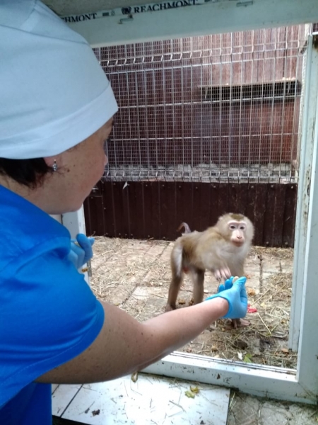 В центре реабилитации диких животных в Дмитровском городском округе прошёл осмотр экзотических животных