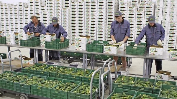 На первой в этом году ярмарке «Луховицкий огурец» продали более 9 тонн овощей