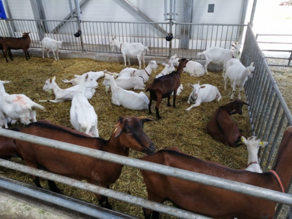 Поголовье коз и овец  в Подмосковье увеличилось с начала текущего года на 5,3%
