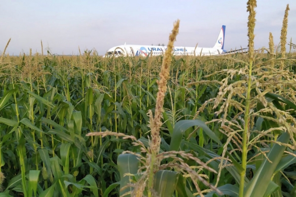 Минсельхозпрод Подмосковья оценивает ущерб, нанесённый урожаю кукурузы после аварийной посадки самолёта