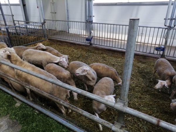 Поголовье коз и овец  в Подмосковье увеличилось с начала текущего года на 5,3%