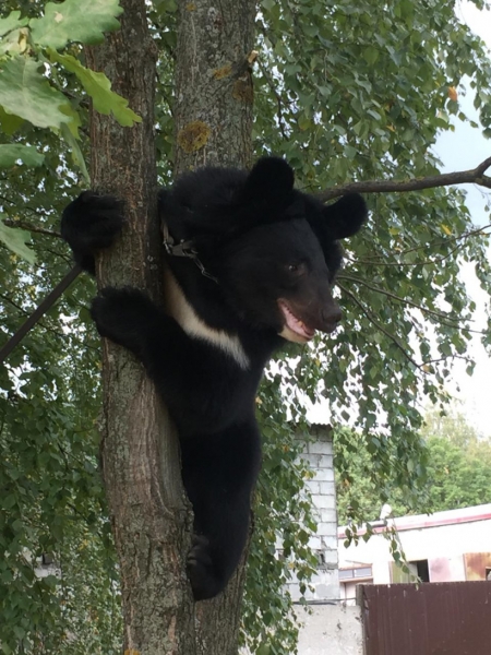 Подмосковные ветеринарные врачи проверили циркового медведя