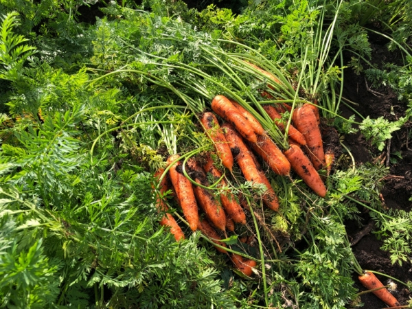 Порядка 24,5 тыс. тонн моркови собрали в Подмосковье, что на 54% больше, чем в прошлом году на аналогичный период