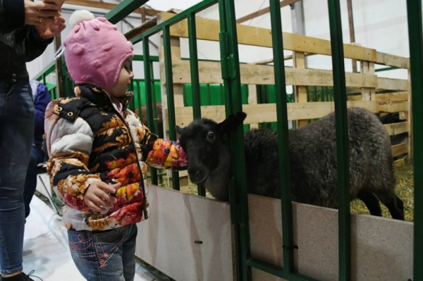Поголовье коз в Подмосковье планируют увеличить до 50 тысяч за пять лет