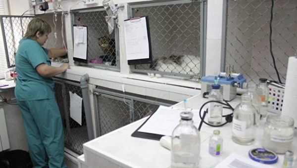 В подмосковном приюте создали банк крови для кошек