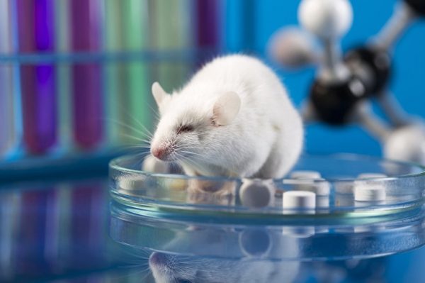 Ученые успешно испытали препарат от старости на мышах