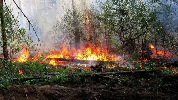 Лесные пожары угрожают почти 600 населенным пунктам в регионе в 2017 году