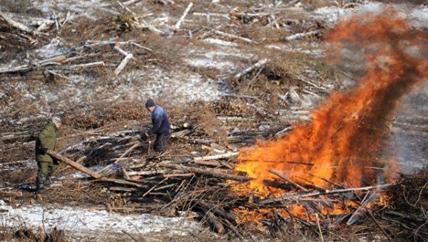 В Подмосковье незаконно вырубили более десяти гектаров леса