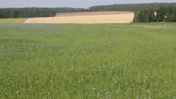 Площадь посева зерновых культур возрастет в Зарайском округе на 35% в 2017 году