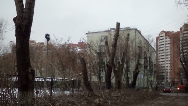 Аварийно опасные деревья удалят в Черноголовке по требованию Госадмтехнадзора