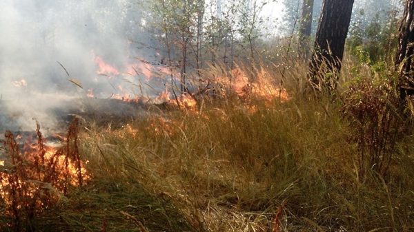 Лесной пожар произошел в Луховицах