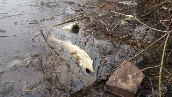 На Химкинском водохранилище произошла экологическая катастрофа