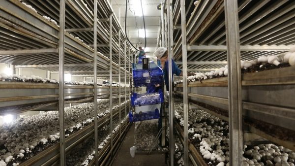 Грибная ферма в Зарайске может занять четверть рынка в ЦФО