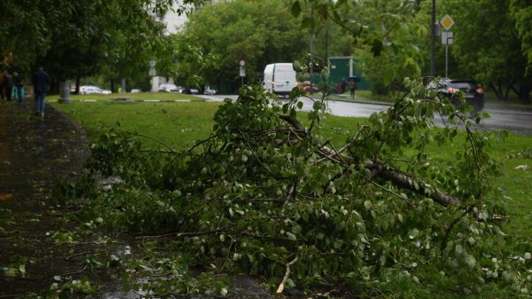 Более 70 деревьев повалил в Дзержинском ураганный ветер