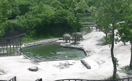 В зоопарке Сеула слоны спасли тонущего детеныша