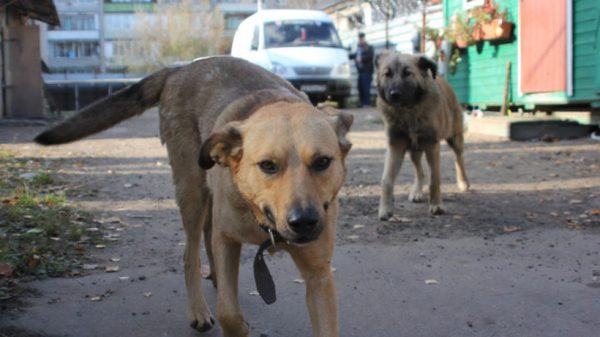 Свыше 124 миллионов рублей потратят в Подмосковье на проблему с бездомными животными в 2017 году