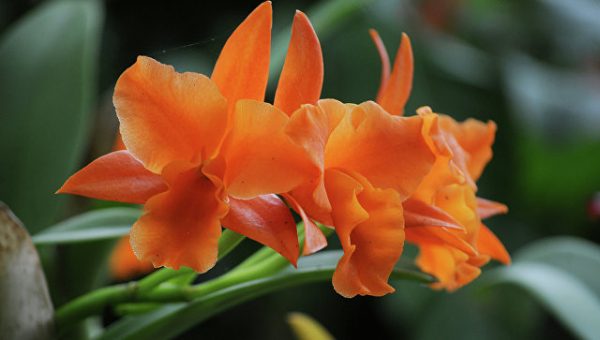 В Подмосковье благодаря дождливому лету пышно цветут орхидеи