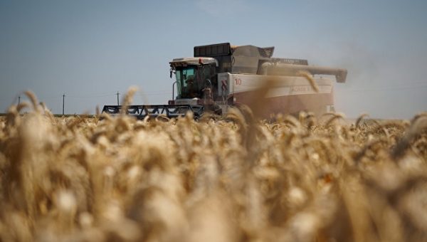 В Подмосковье ожидают высокий урожай пшеницы в 2017 году