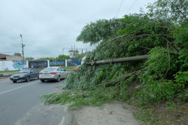 Более 100 деревьев пострадало в результате урагана в области