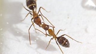 В Клинском районе обнаружили гигантский муравейник диаметром 2,5 метра