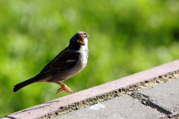Искусственные гнезда для редких птиц создадут в трех районах Подмосковья